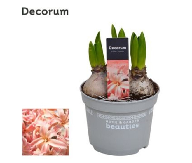 JACINTHE 3PP GYPSY QUEEN