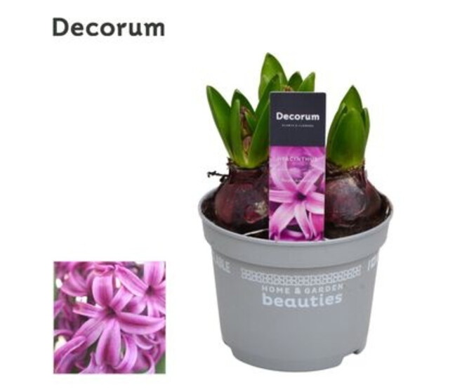 JACINTHE 3PP PURPLE SENSATION