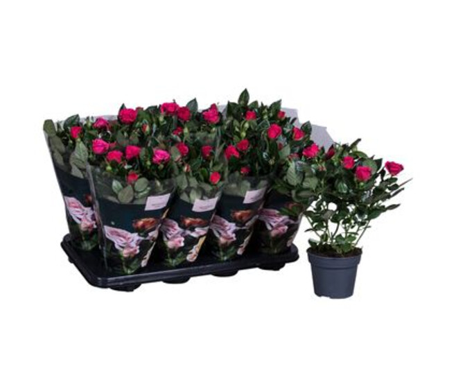 ROSIER PATIO ROSE FONCE