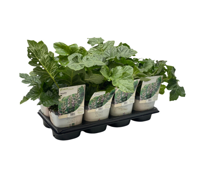 ACANTHUS MOLLIS