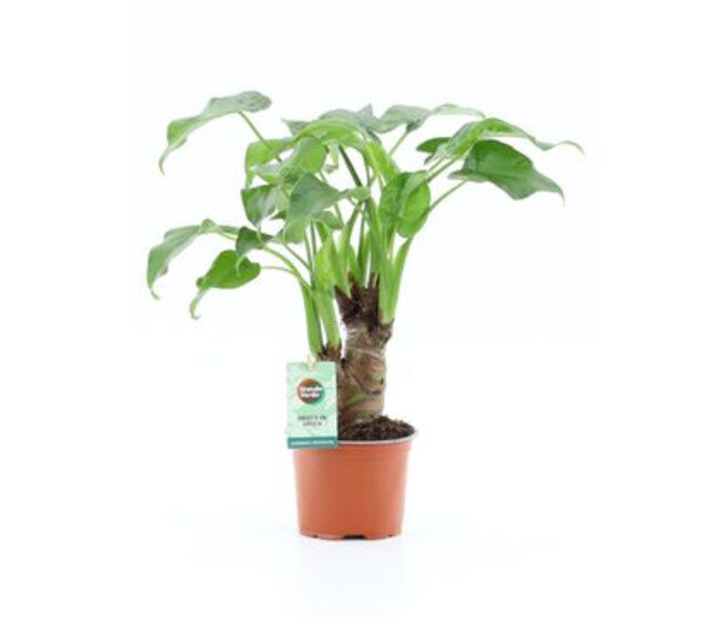 ALOCASIA CUCULLATA TIGE