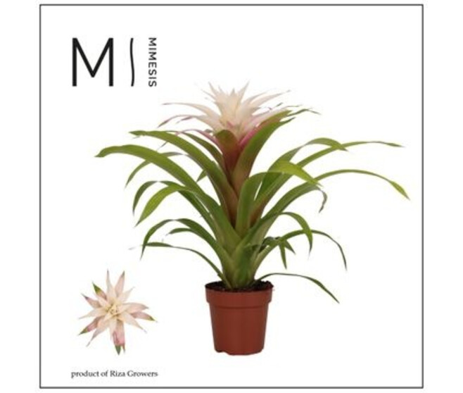 GUZMANIA MAGICAL WHITE