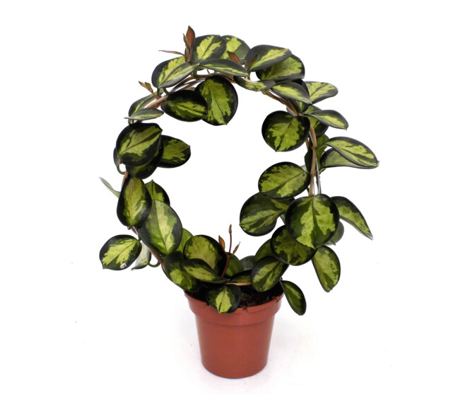 HOYA AUSTRALIS ARCEAU