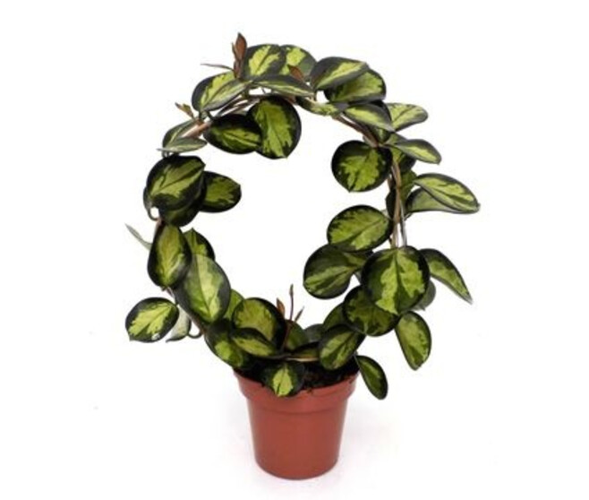 HOYA AUSTRALIS ARCEAU