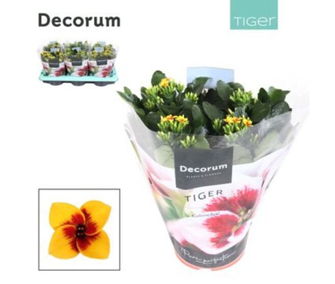 KALANCHOE TIGER JAUNE