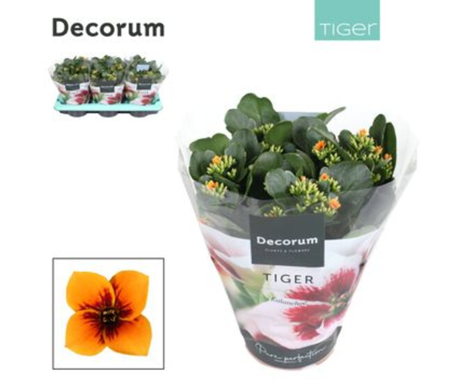 KALANCHOE TIGER ORANGE