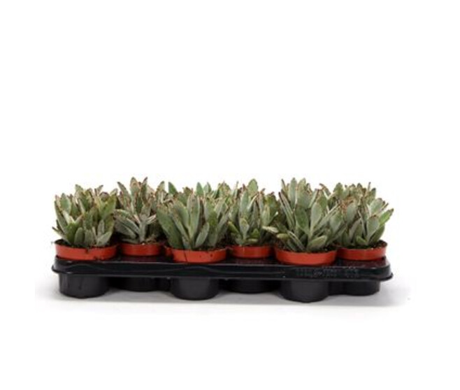 KALANCHOE TOMENTOSA