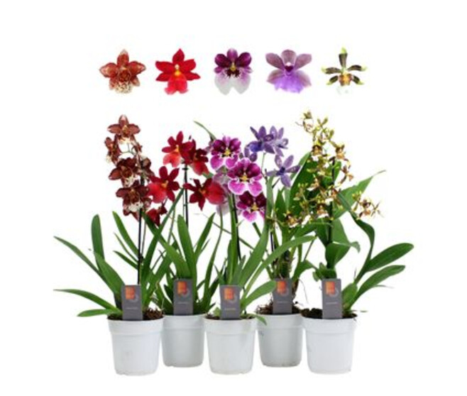 ORCHIDEE 1BR VARIE