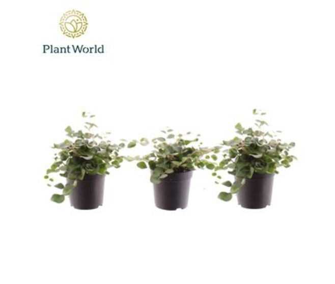 PELLAEA ROTUNDIFOLIA