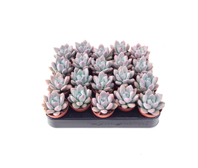 PACHYVERIA OPALINA