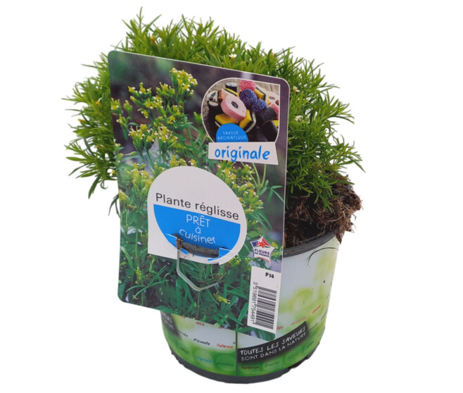 PLANTE REGLISSE