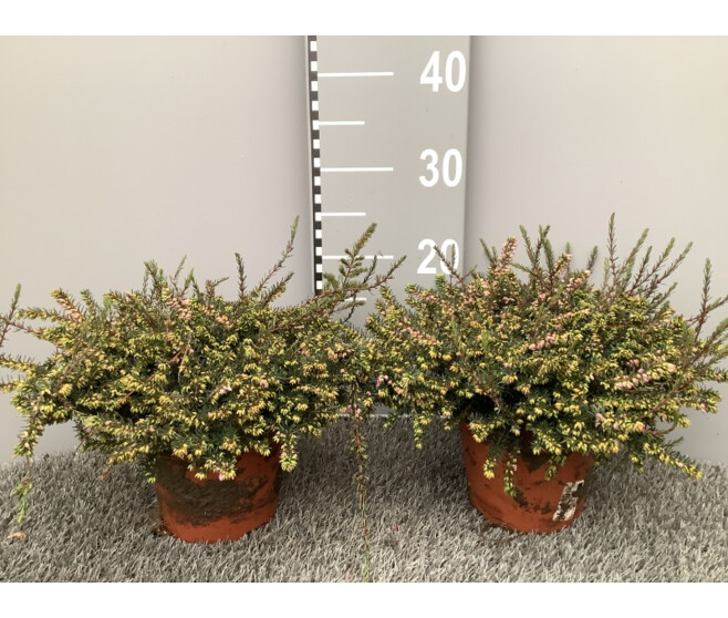 ERICA DARLEYENSIS 3COULEURS