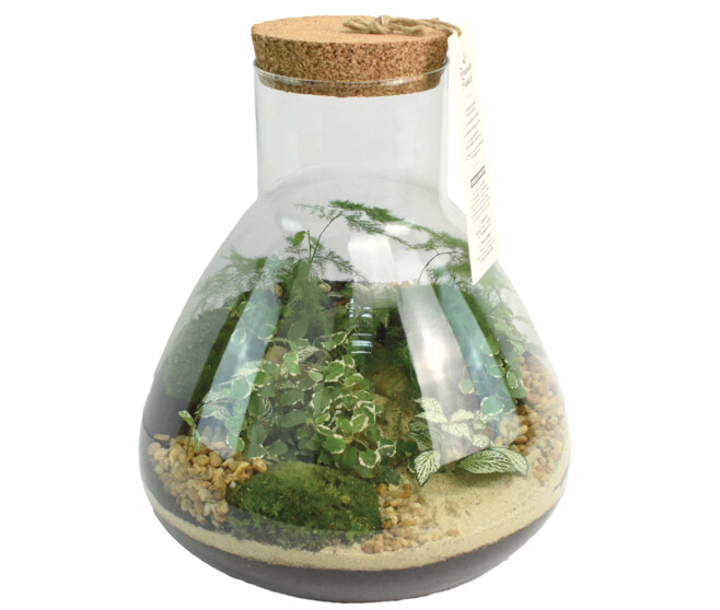 TERRARIUM TESTUDO 20