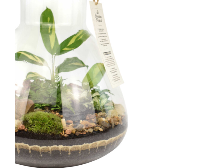 TERRARIUM TESTUDO 20