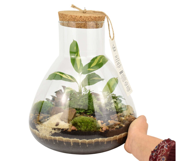 TERRARIUM TESTUDO 20