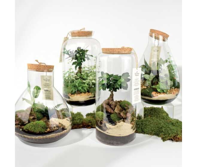 TERRARIUM TESTUDO 20