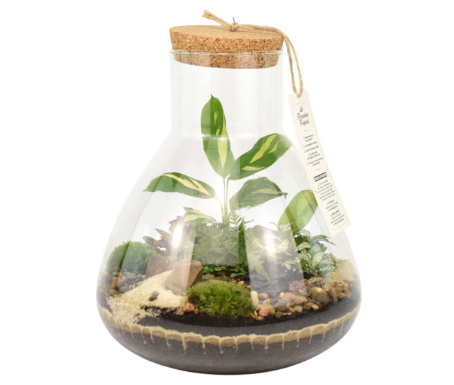 TERRARIUM TESTUDO 20