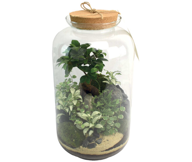 TERRARIUM LA BORDEE 20