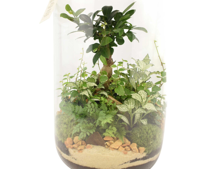 TERRARIUM LA BORDEE 20