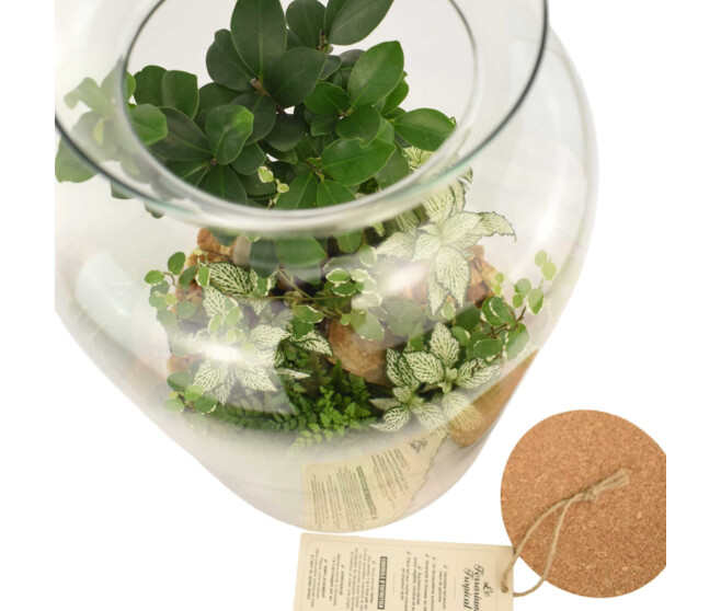 TERRARIUM LA BORDEE 20