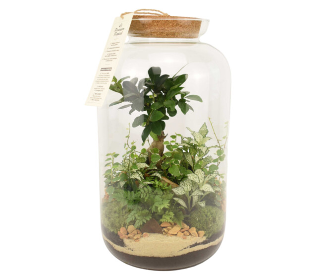 TERRARIUM LA BORDEE 20