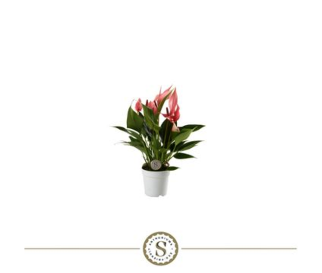 ANTHURIUM ANDREANUM LILLI