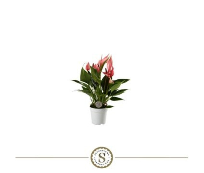 ANTHURIUM ANDREANUM LILLI