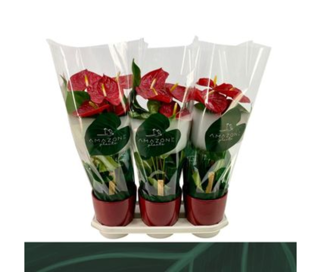 ANTHURIUM ANDREANUM MADURAL CERAM