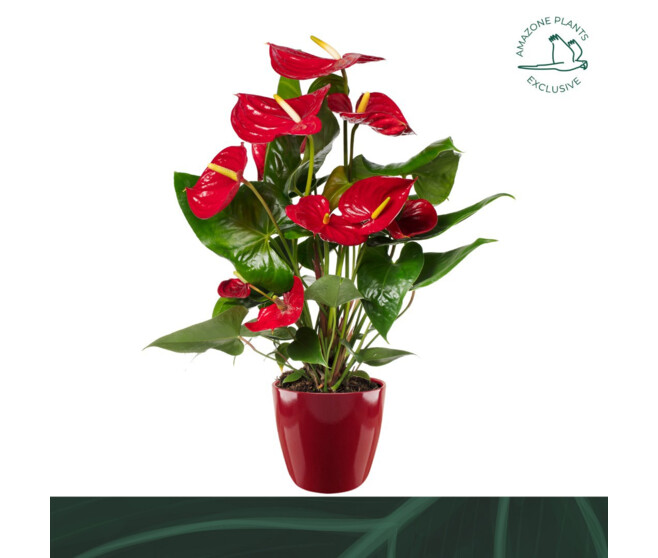 ANTHURIUM ANDREANUM MADURAL CERAM
