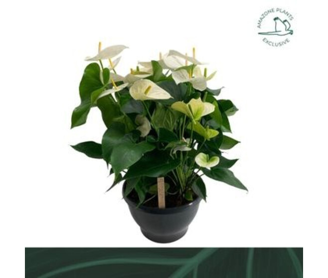 ANTHURIUM ANDREANUM SAMORA