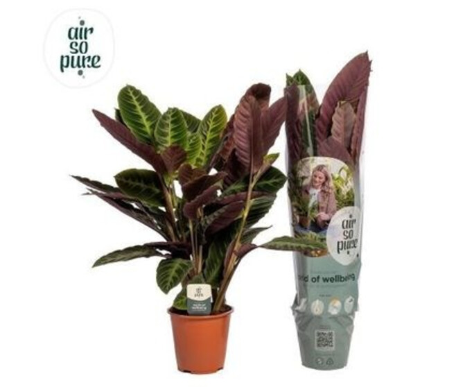 CALATHEA WARSCEWICZII