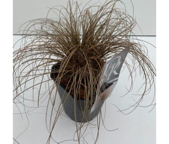 CAREX BRONZE FORM