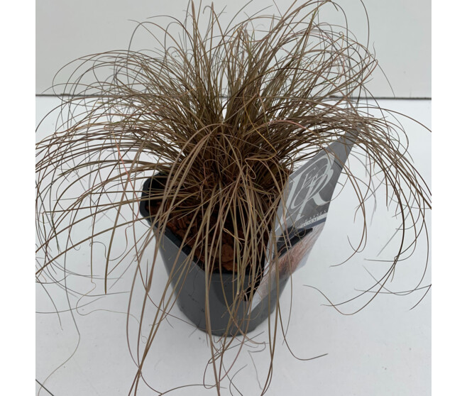 CAREX BRONZE FORM