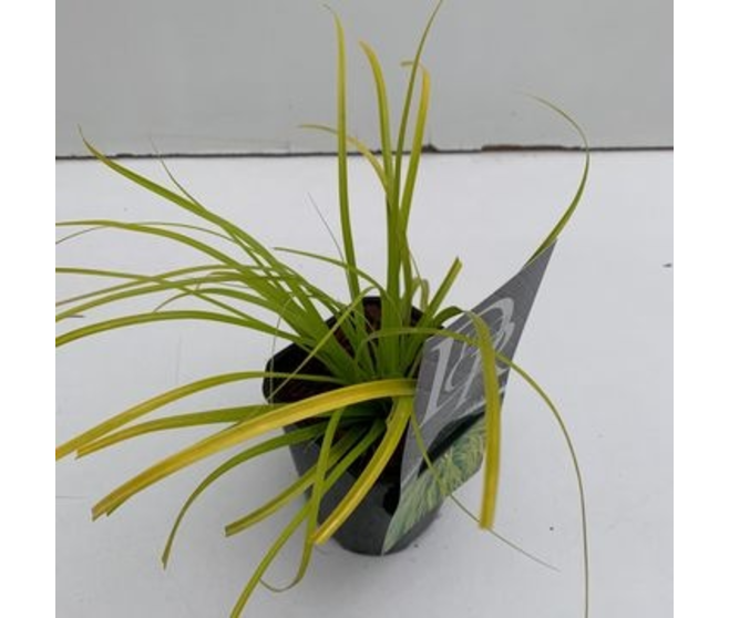 CAREX EVERILLO