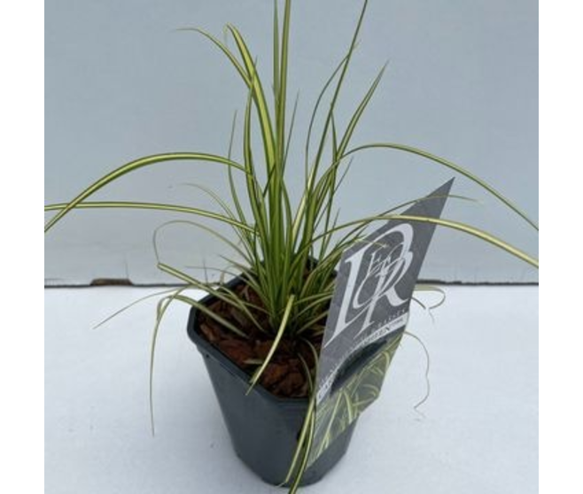 CAREX EVERSHEEN