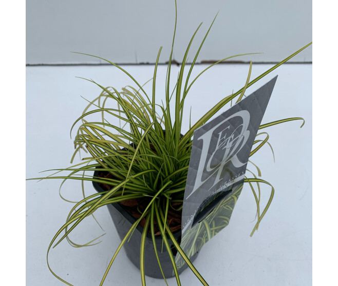 CAREX EVERSHEEN