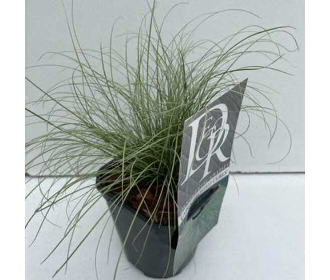 CAREX FROSTED CURLS