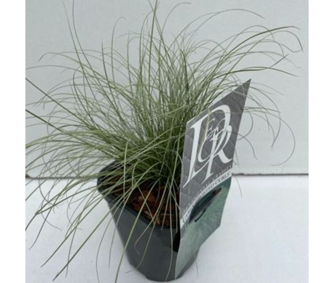 CAREX FROSTED CURLS