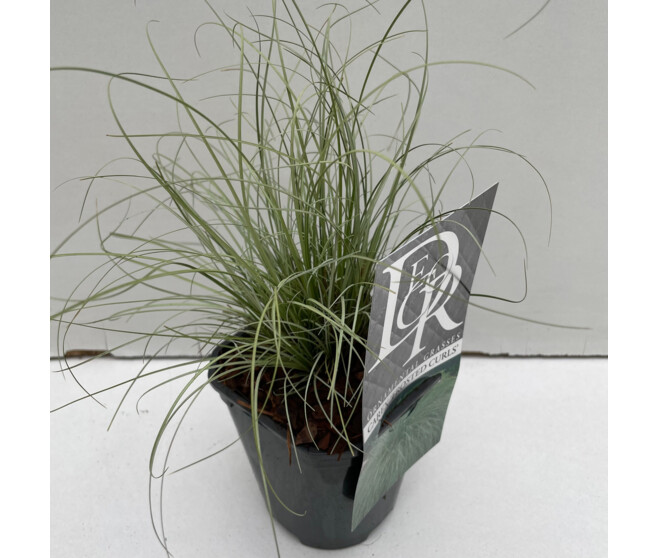 CAREX FROSTED CURLS