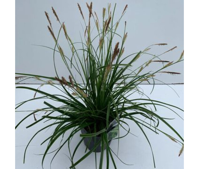 CAREX EVERLIME
