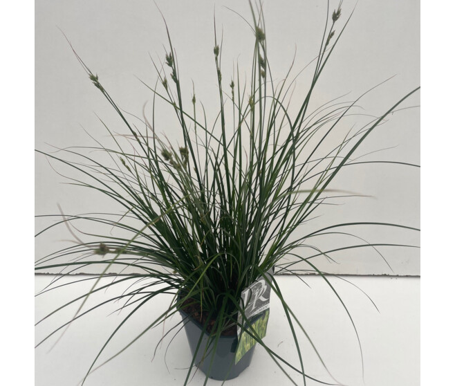 CAREX MAGIC GREEN