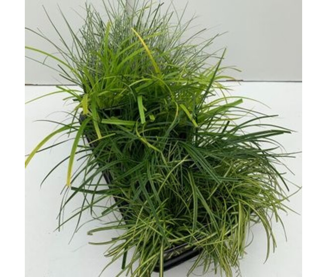 CAREX VARIE