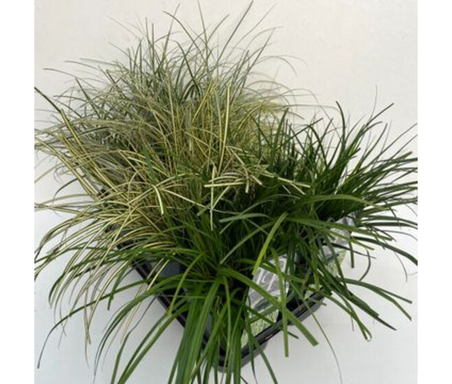 CAREX VARIE