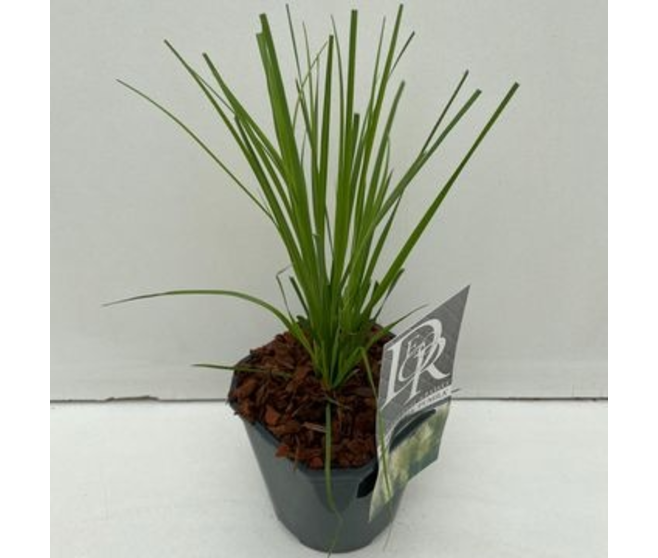 CORTADERIA PUMILA