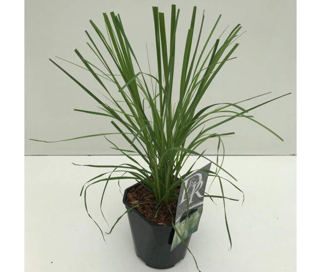 CORTADERIA PUMILA