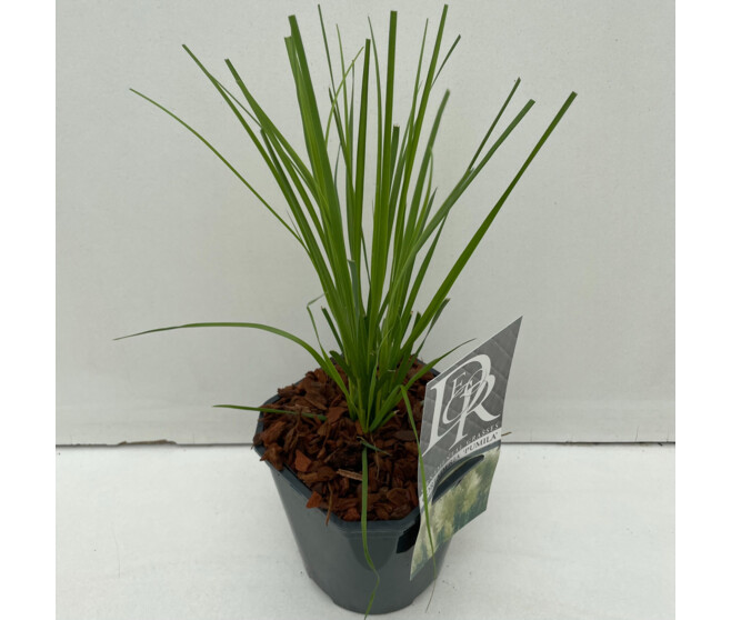 CORTADERIA PUMILA