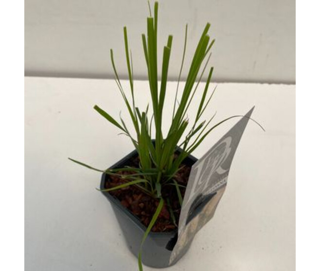 CORTADERIA SELLOANA
