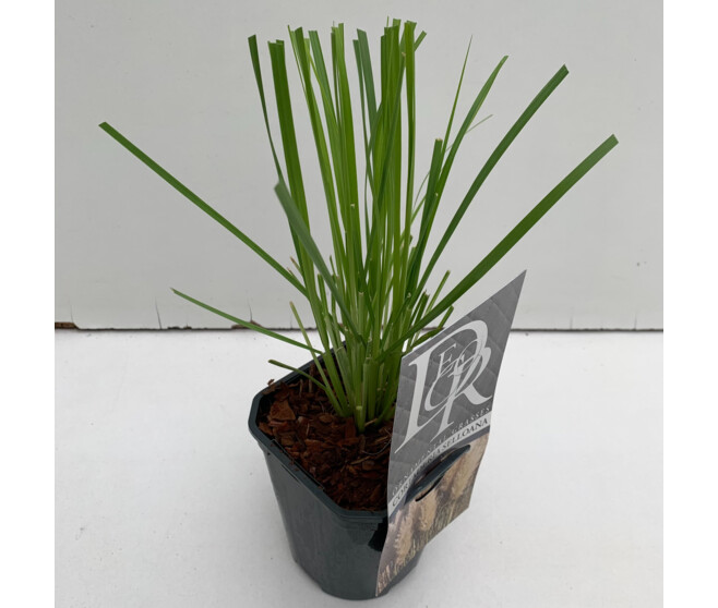 CORTADERIA SELLOANA