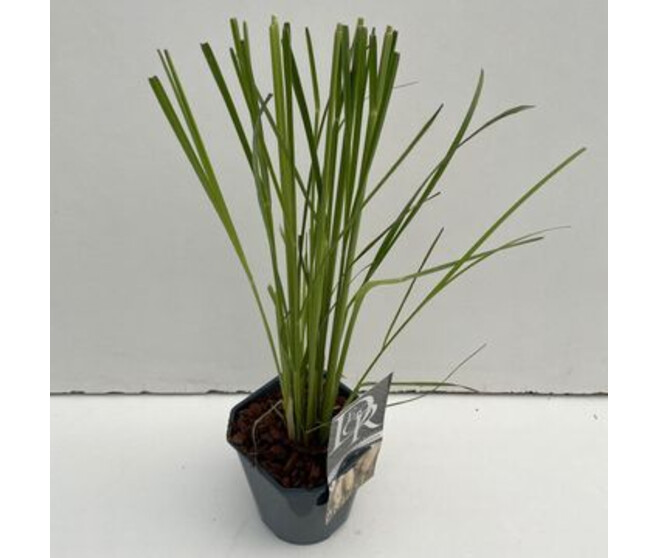 CORTADERIA SELLOANA