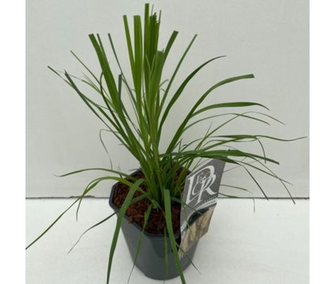 CORTADERIA SELLOANA